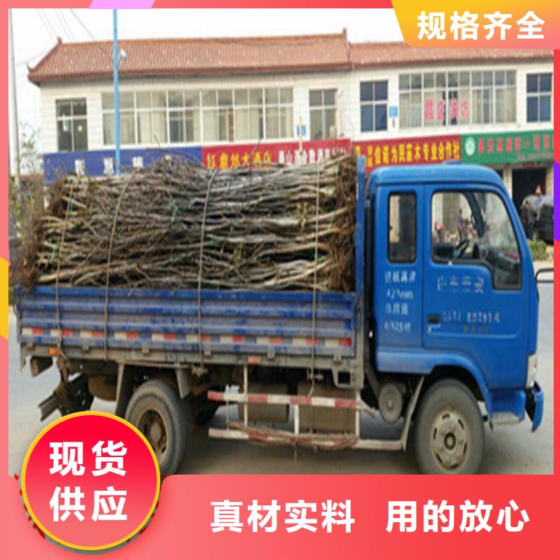 【核桃苗草莓苗价格有实力有经验】