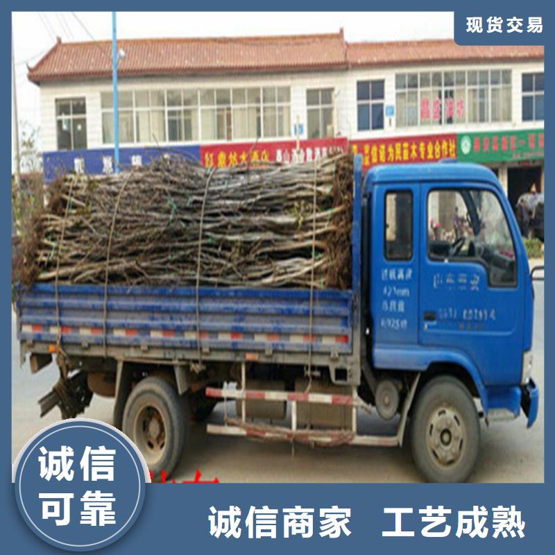 核桃苗大棚草莓苗免费回电