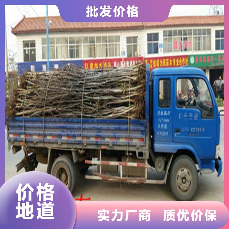 【核桃苗】-徐香猕猴桃树苗优选好材铸造好品质