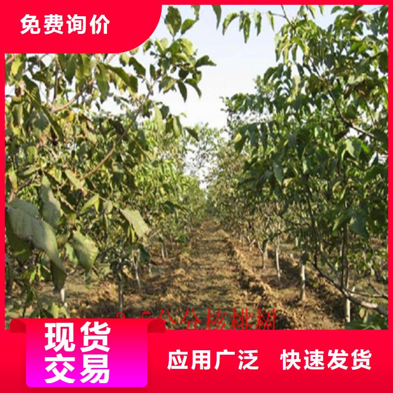 【核桃苗黄桃树苗经验丰富品质可靠】