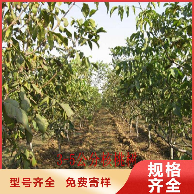 【核桃苗】苹果苗产品细节参数