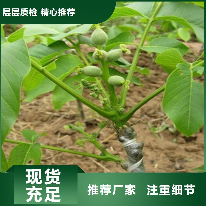 【核桃苗_樱桃苗正规厂家】