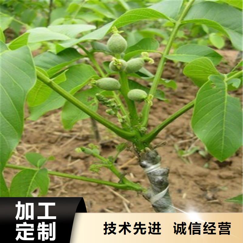 【核桃苗夏黑葡萄苗源厂直销】