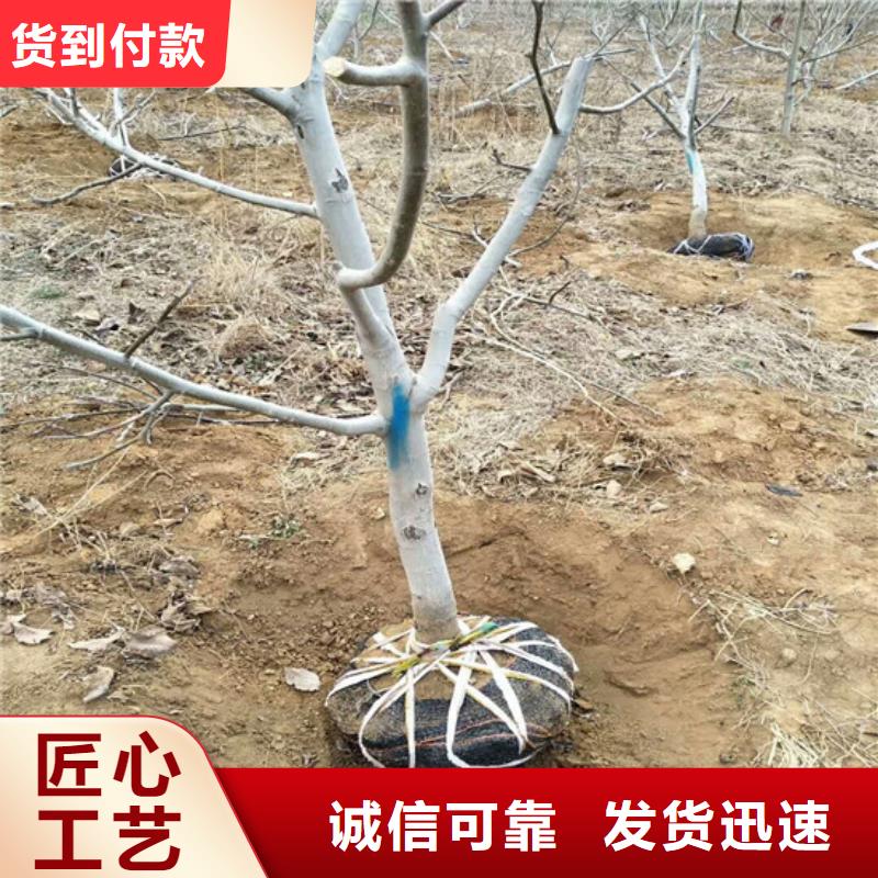 【核桃苗软籽石榴树苗专业生产品质保证】