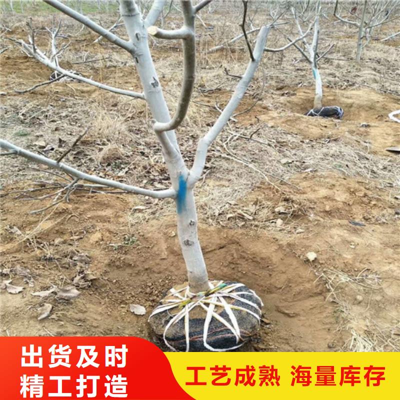 【核桃苗夏黑葡萄苗源厂直销】