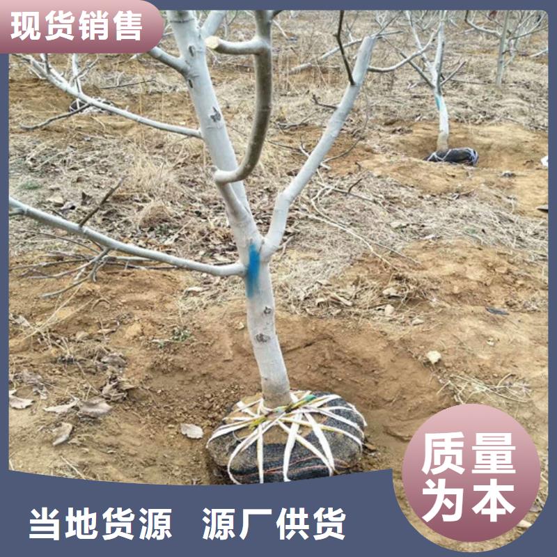 【核桃苗】-果树苗制造生产销售