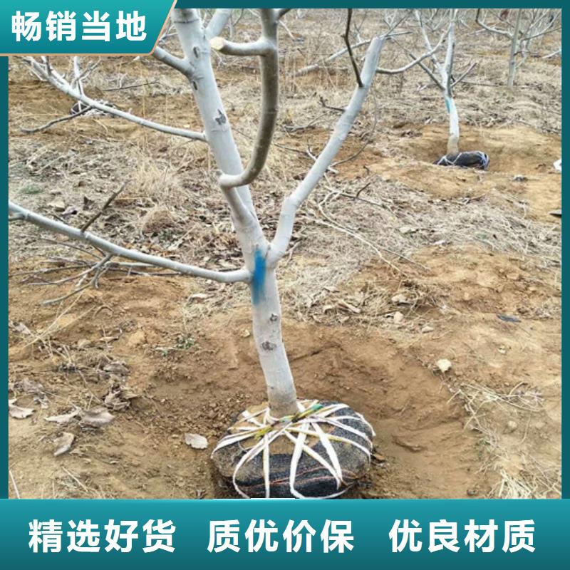 核桃苗葡萄苗基地厂家精选