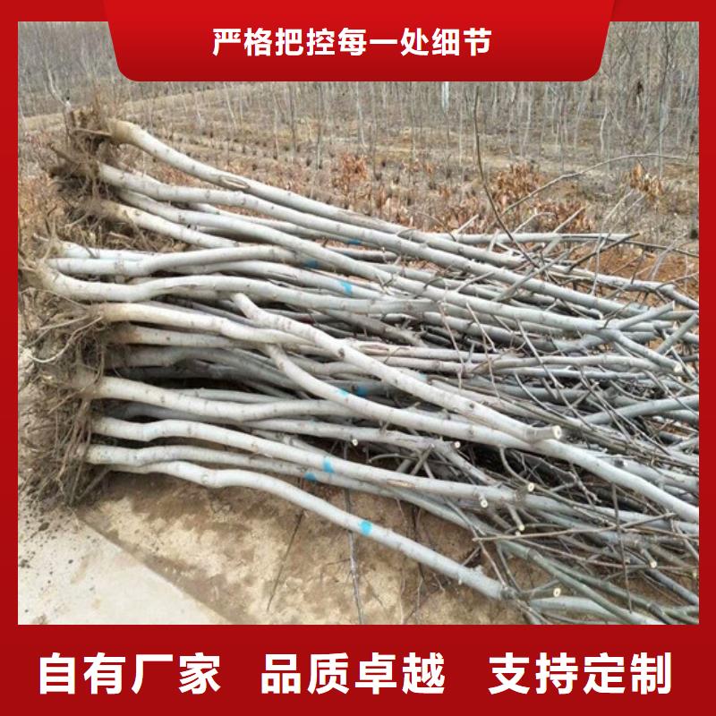 核桃苗_大棚草莓苗全新升级品质保障