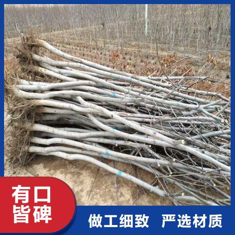 核桃苗_梨树苗基地认准大品牌厂家