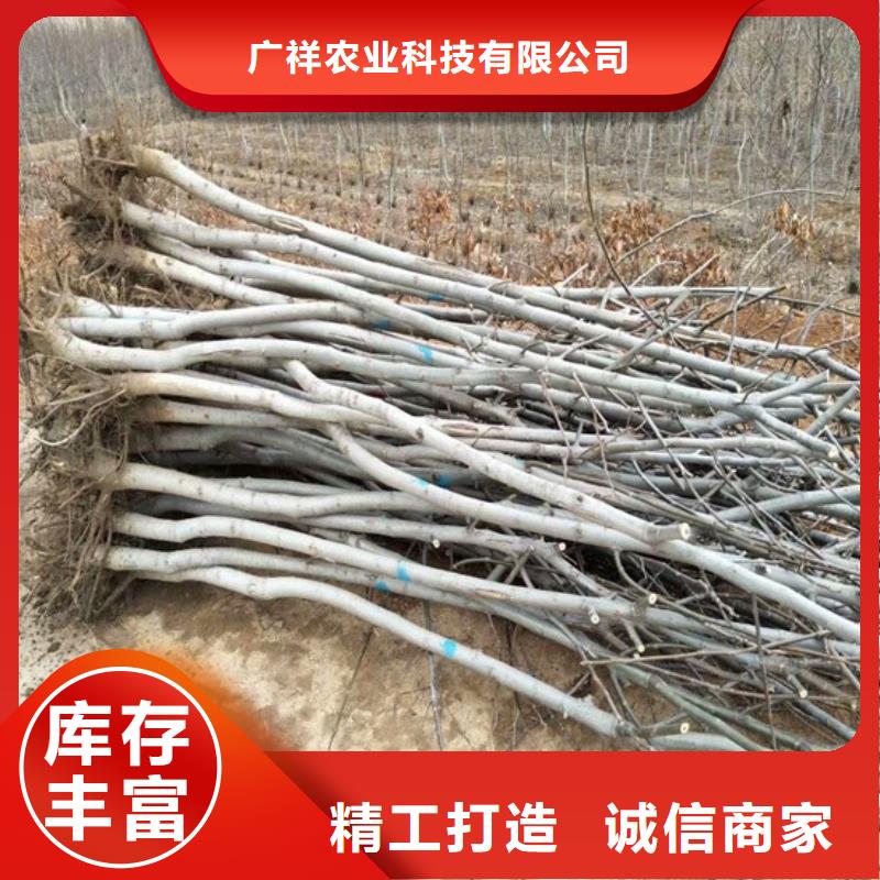 红皮核桃苗多少钱一棵