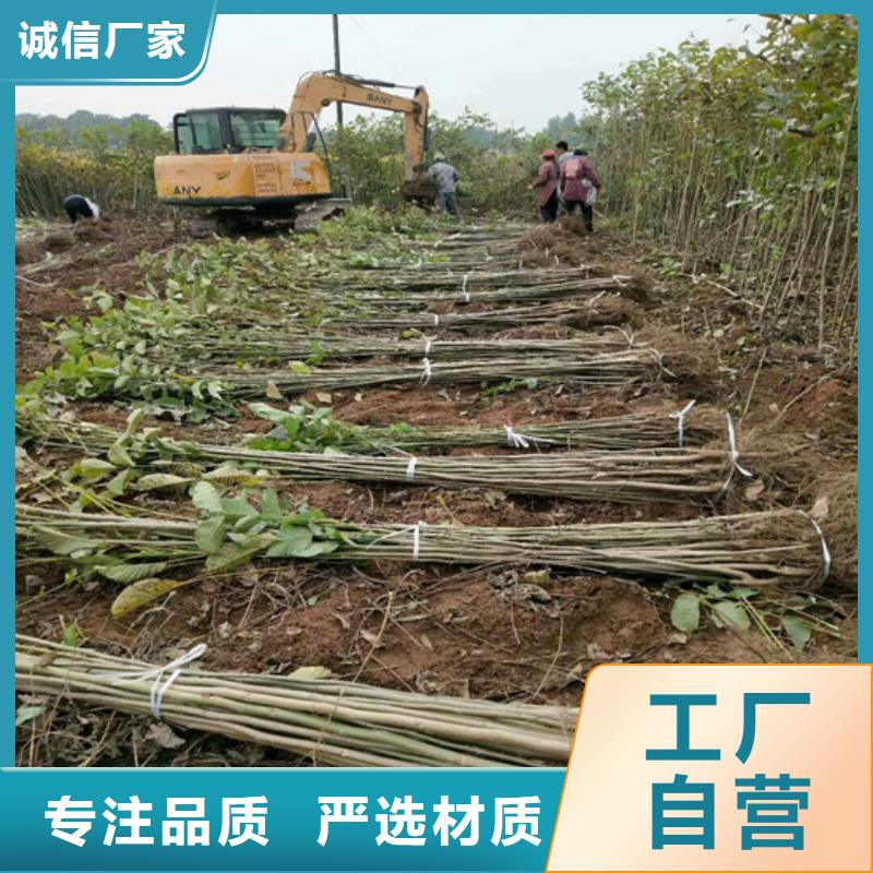 【核桃苗_樱桃苗正规厂家】