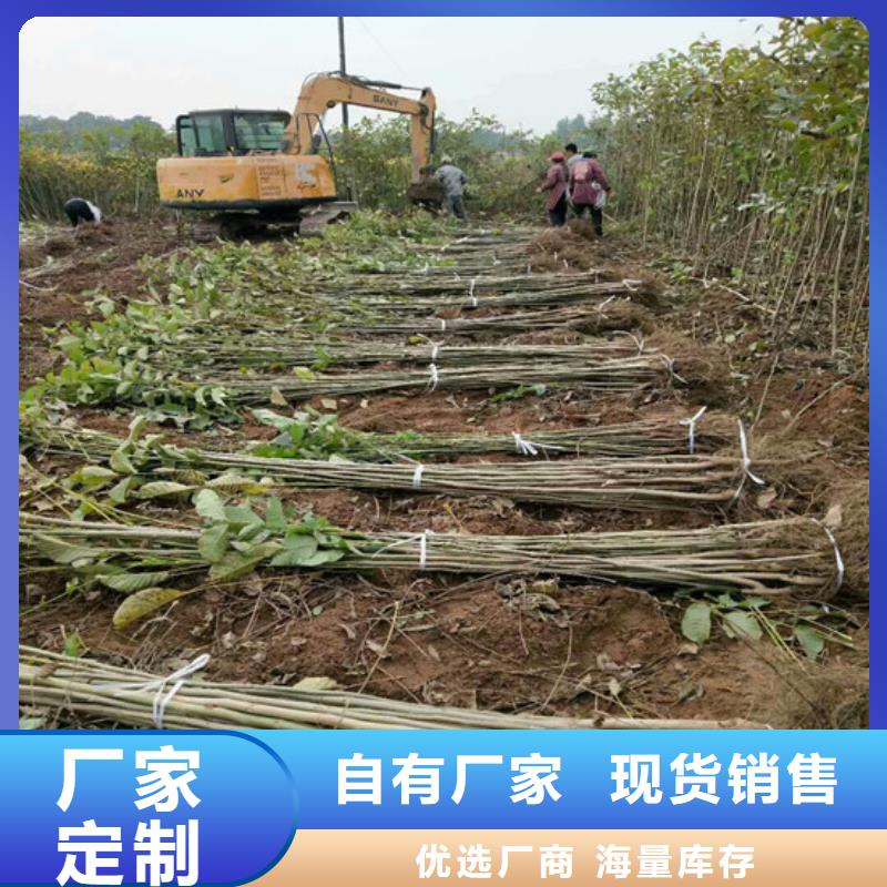 【核桃苗桃树苗工厂批发】