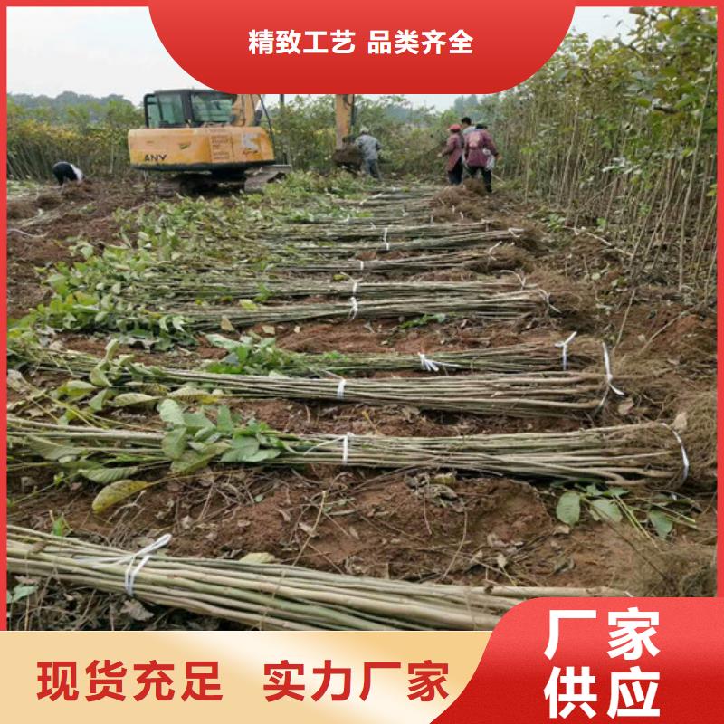 核桃苗阳光玫瑰葡萄树苗高品质现货销售