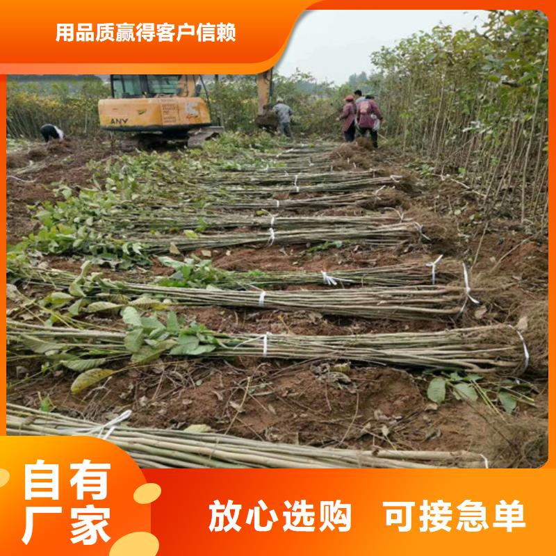 核桃苗_大棚草莓苗全新升级品质保障