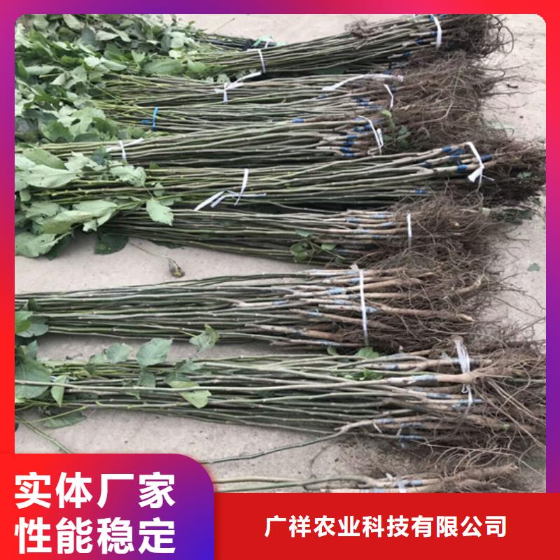 核桃苗-红油香椿树苗多家仓库发货