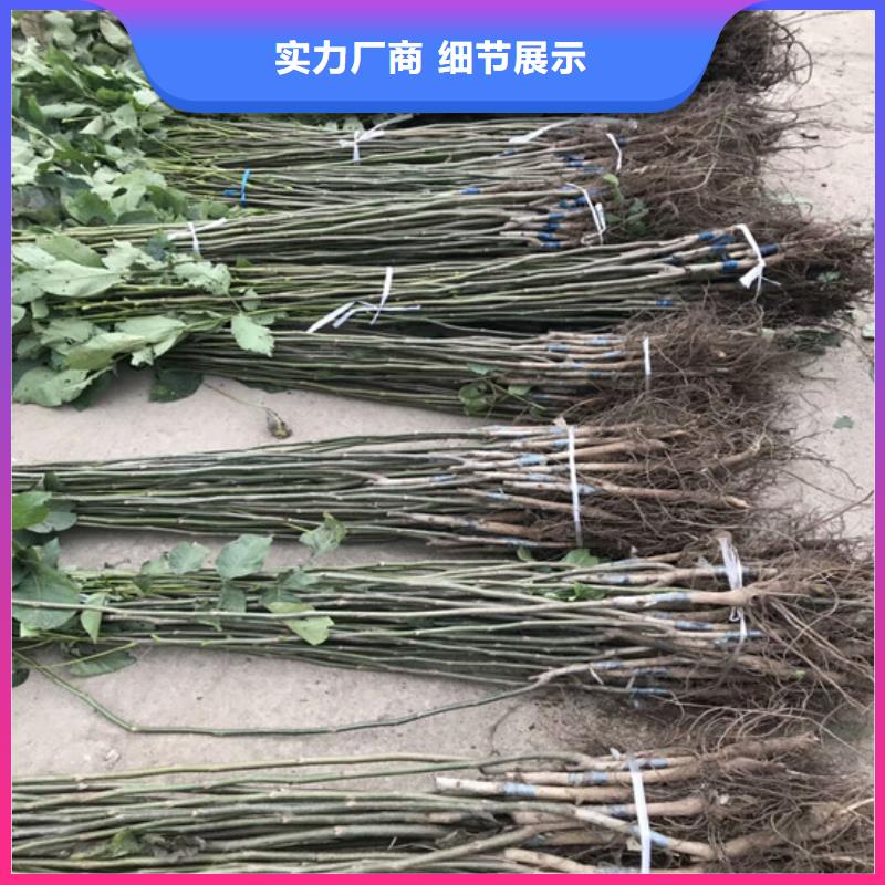 核桃苗樱桃苗专业生产品质保证