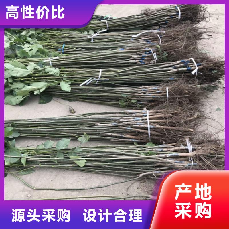 核桃苗黄金苹果树苗质检合格发货