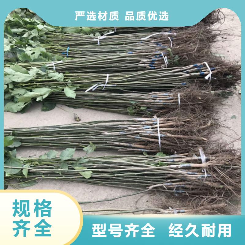 核桃苗大棚草莓苗免费回电