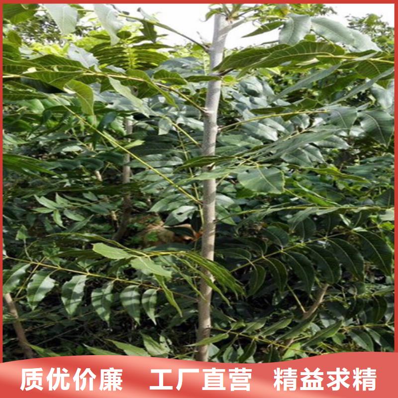 【核桃苗】草莓库存齐全厂家直供