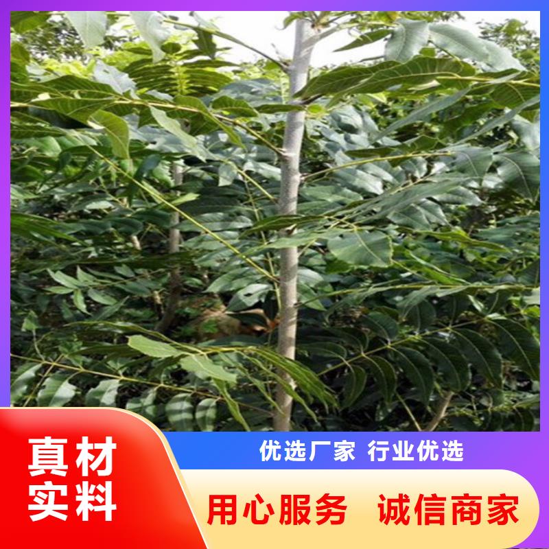 核桃苗葡萄苗可定制