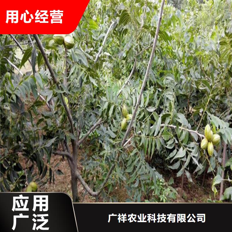 核桃苗樱桃苗专业生产品质保证