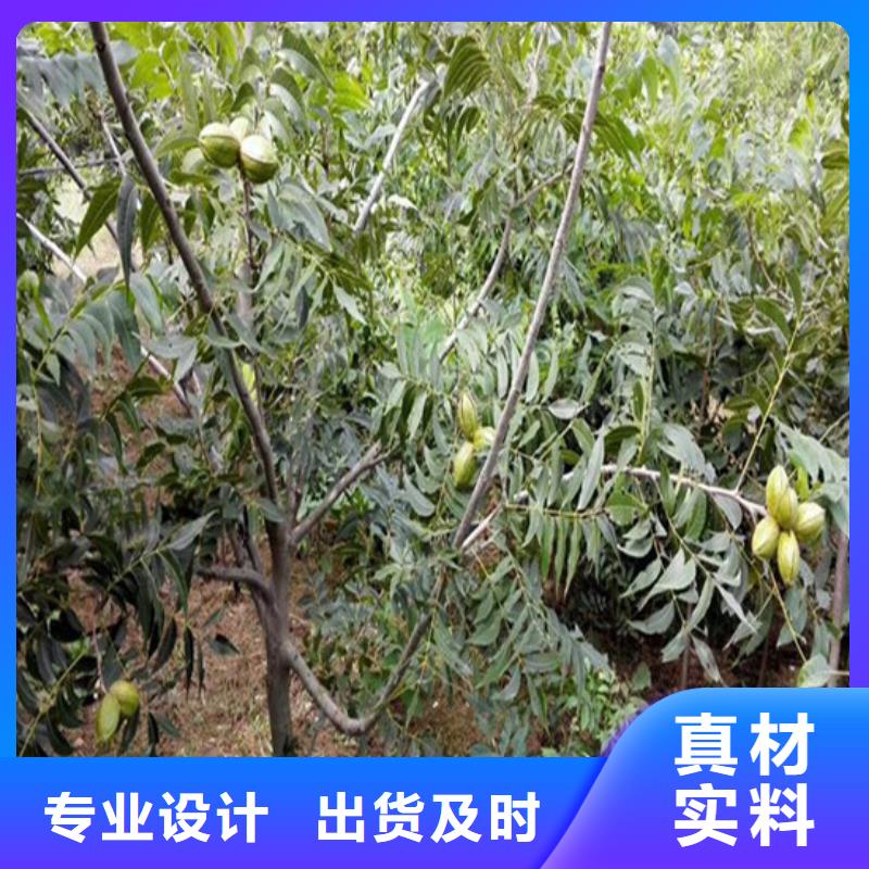 核桃苗_果树苗快捷的物流配送