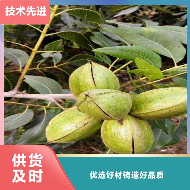 【核桃苗桃树苗工厂批发】
