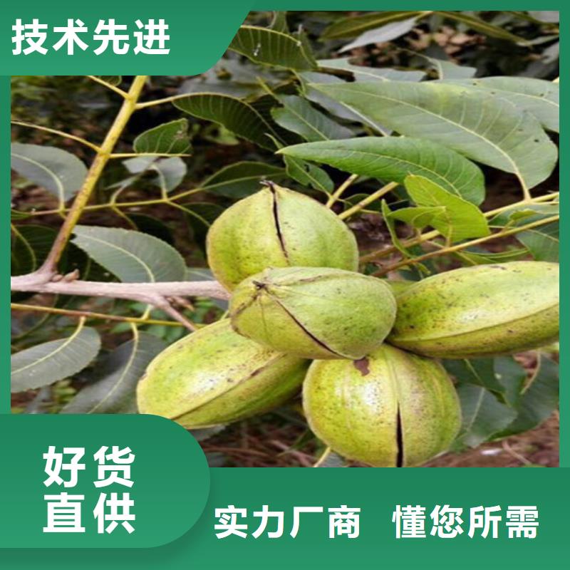核桃苗大棚草莓苗免费回电