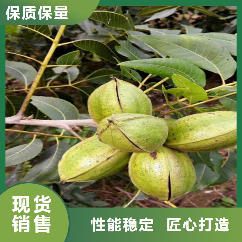核桃苗【樱桃苗】质检严格放心品质