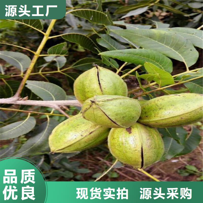 核桃苗莫妮卡西梅树苗直销厂家