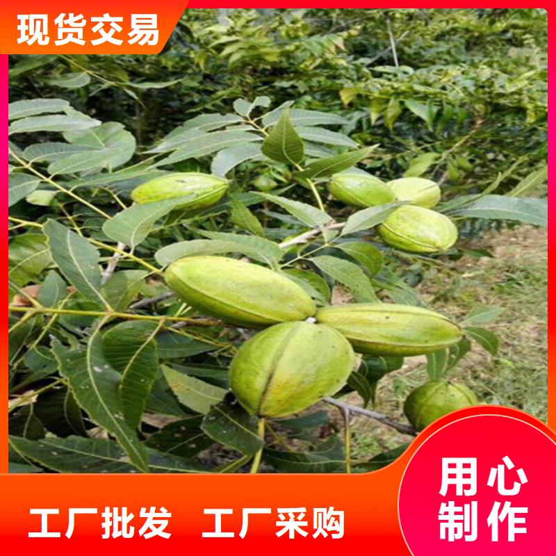 核桃苗_徐香猕猴桃树苗品种全
