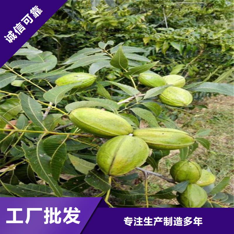 核桃苗樱桃苗基地应用范围广泛