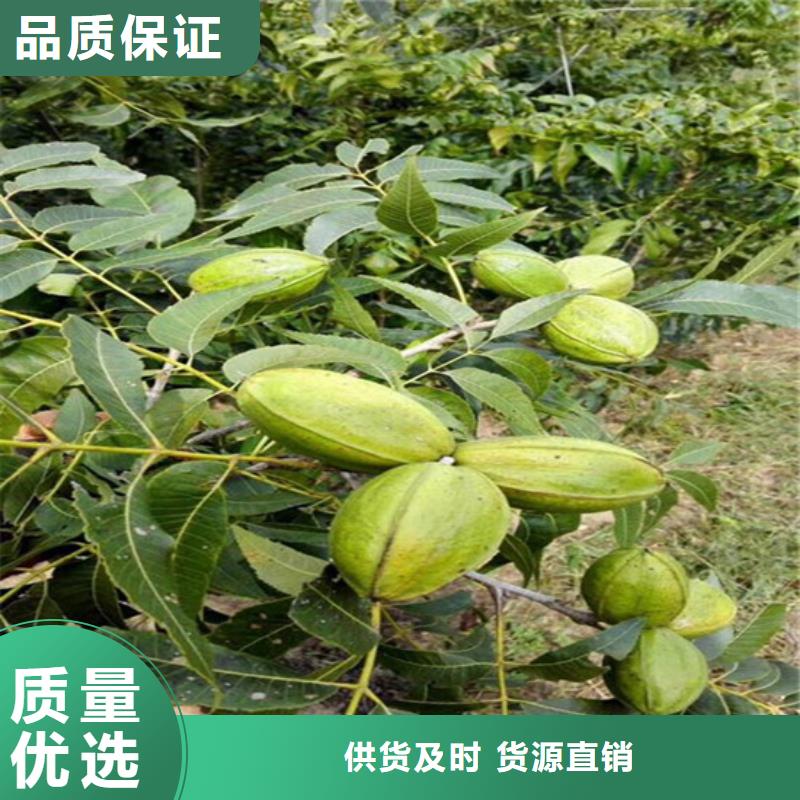 【核桃苗】大棚草莓苗厂家货源稳定