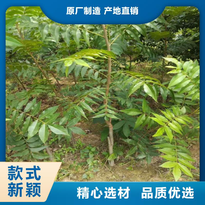 核桃苗品种齐全