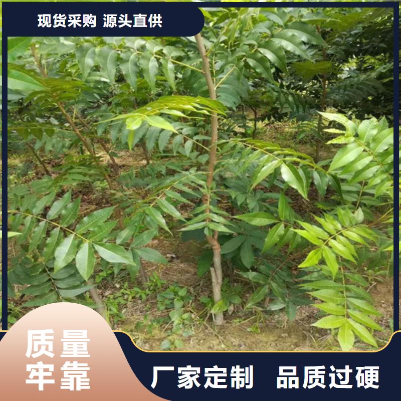 核桃苗_毛蟠桃树苗服务始终如一