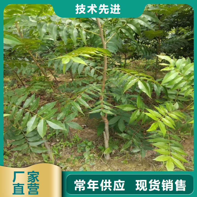 核桃苗_果树苗快捷的物流配送