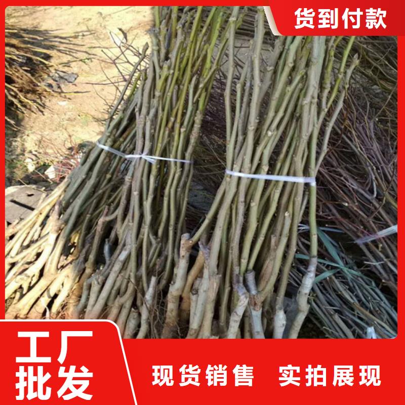 核桃苗_徐香猕猴桃树苗品种全