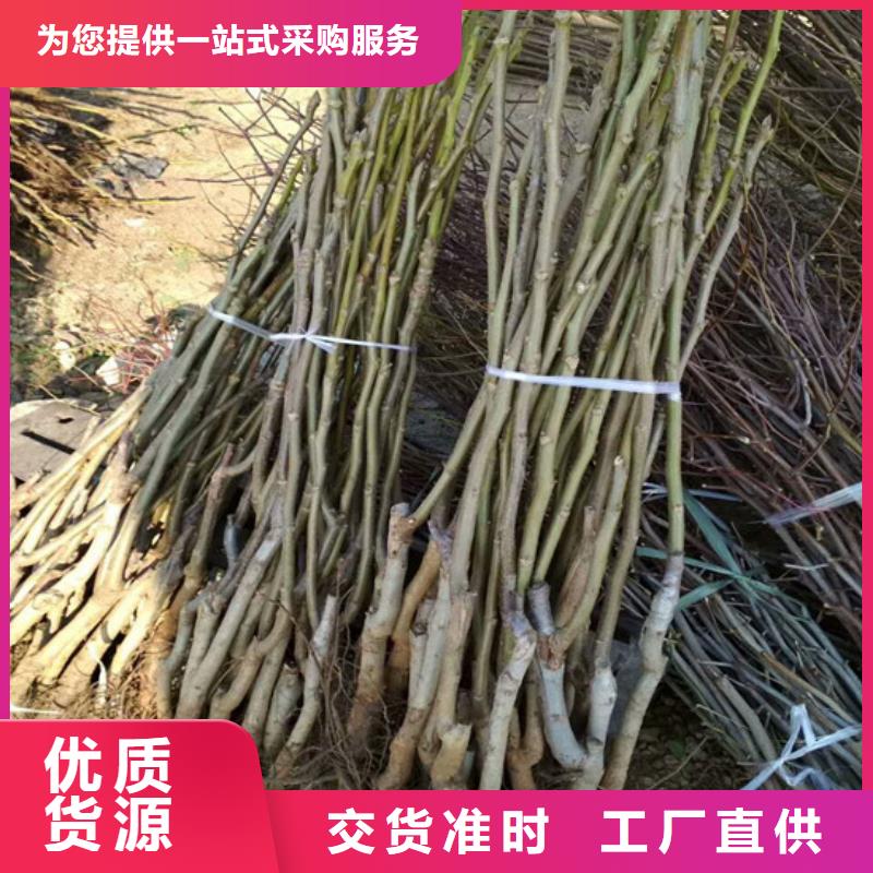 核桃苗_毛蟠桃树苗服务始终如一