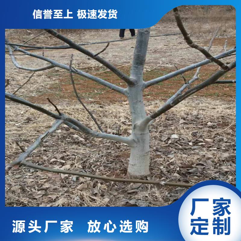 核桃苗_大棚草莓苗全新升级品质保障