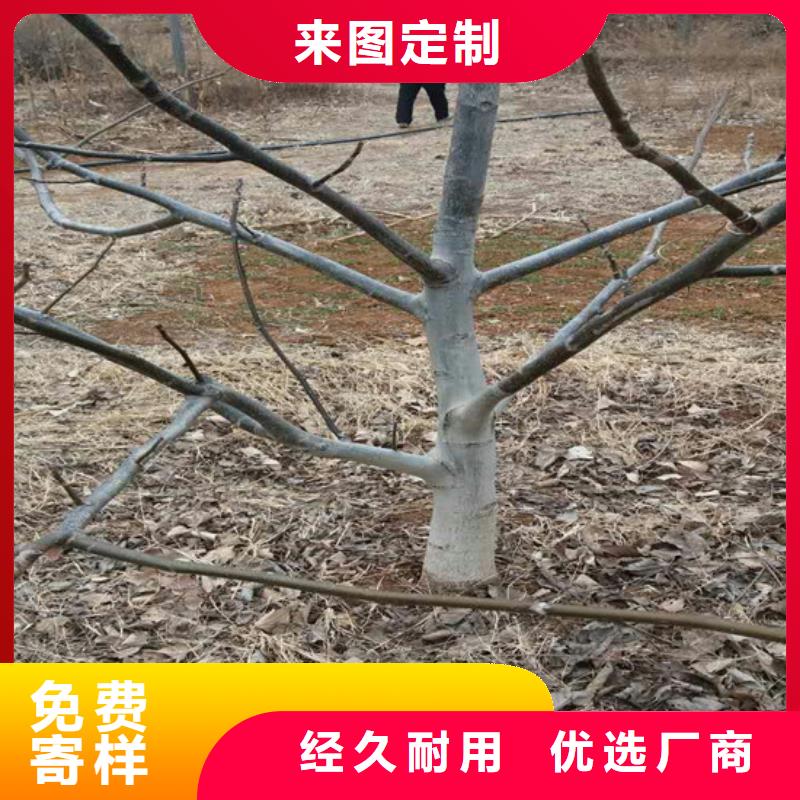 核桃苗樱桃苗专业生产品质保证