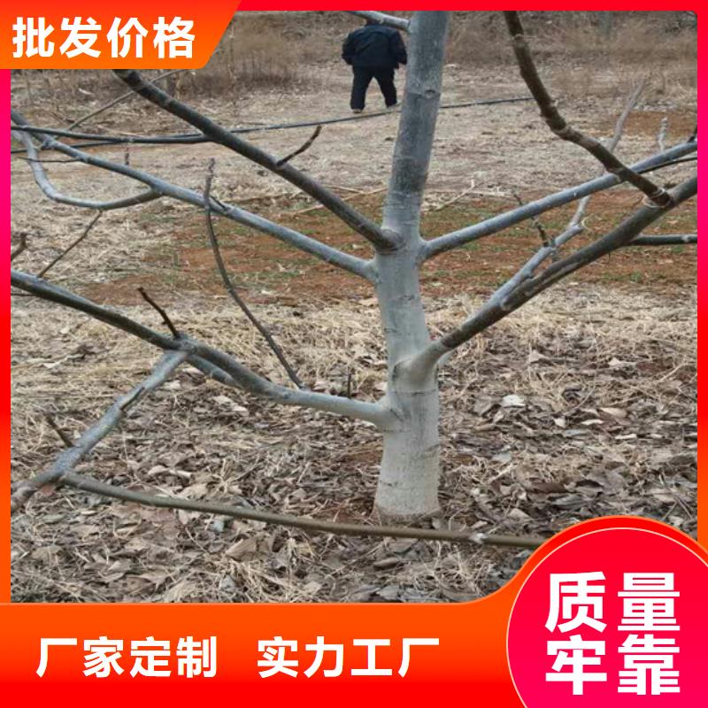 核桃苗梨树苗当地货源