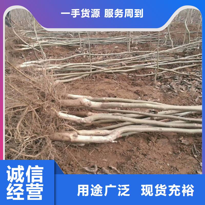核桃苗,葡萄苗质量优选