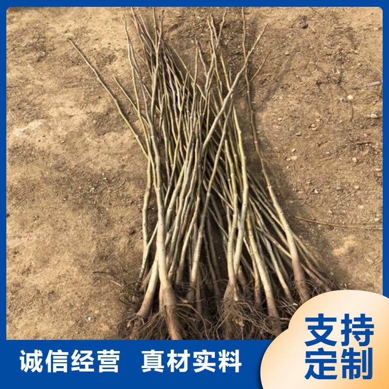 核桃苗_梨树苗实拍品质保障