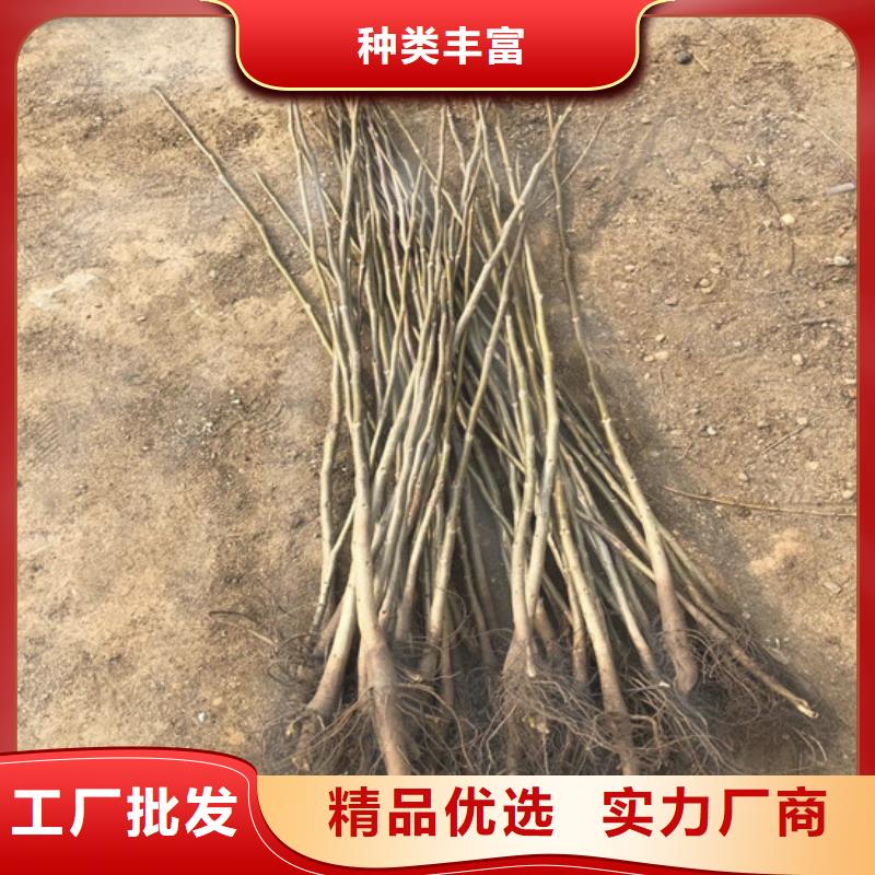 核桃苗_红蜜桃树苗专业厂家