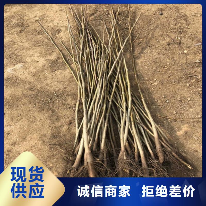 核桃苗樱桃苗专业生产品质保证