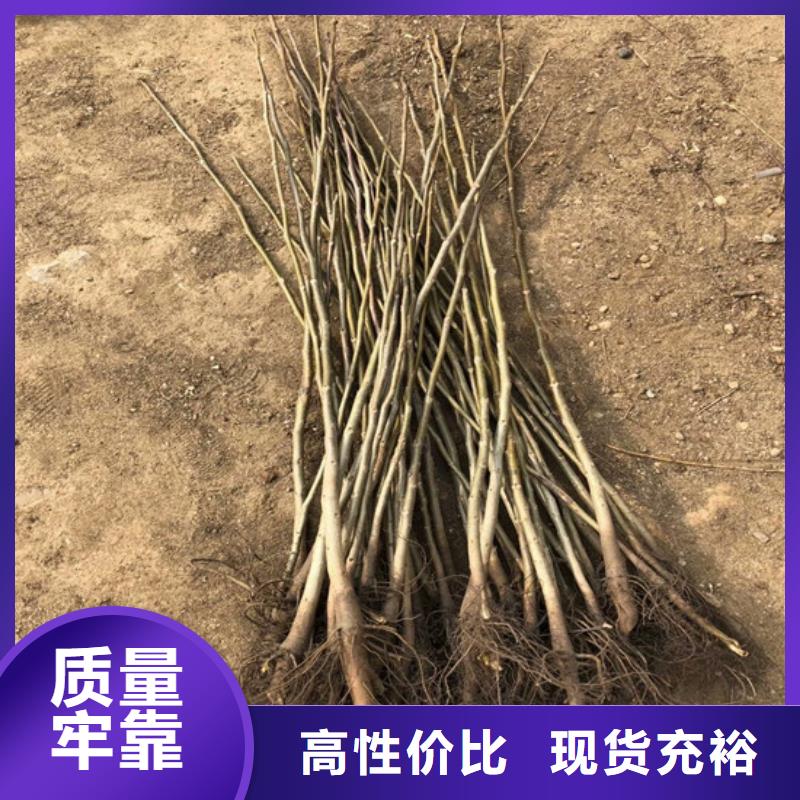 核桃苗软籽石榴树苗现货实拍