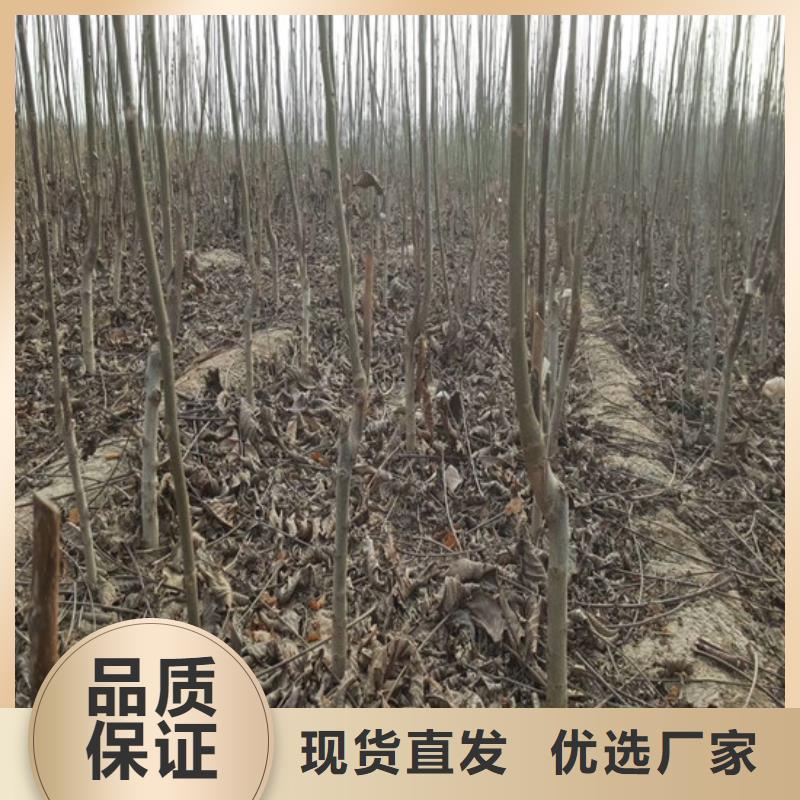 核桃苗梨树苗基地分类和特点
