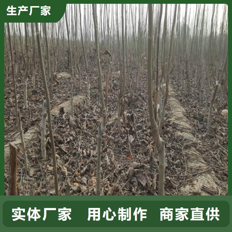 核桃苗-红油香椿树苗多家仓库发货