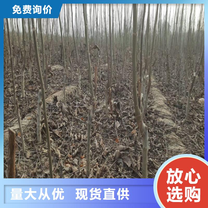 核桃苗_草莓苗价格自产自销