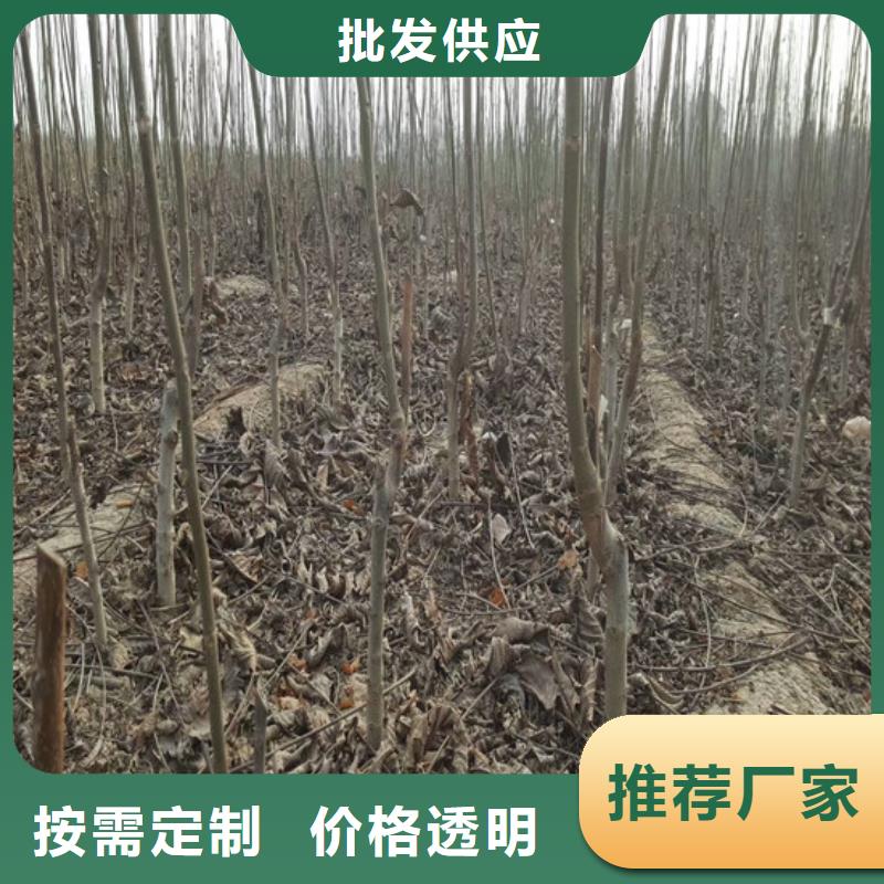 核桃苗-吉塞拉6号砧木免费回电
